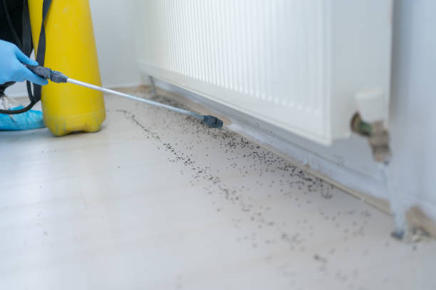 Best Termite Control Services  in West Melbourne, FL